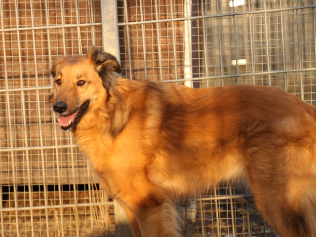 tier selb 0418 teddy