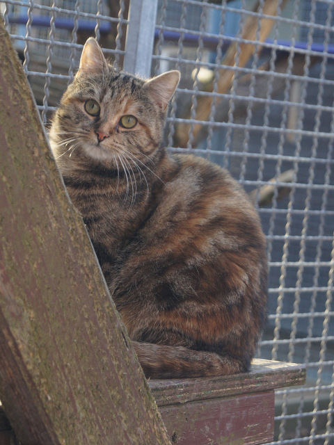 tier selb 0418 trude
