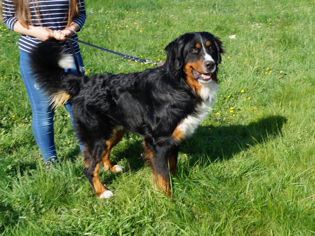 tier selb 0518 benni
