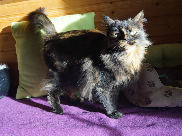 tier selb 0518 sara