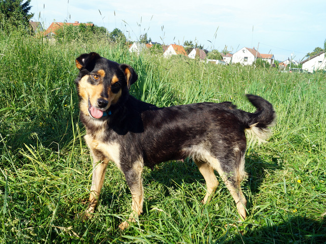 tier selb 0618 macy