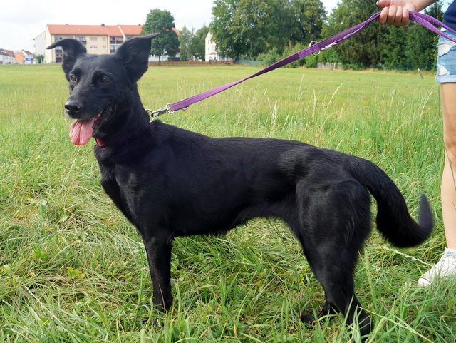 tier selb 0818 silvy