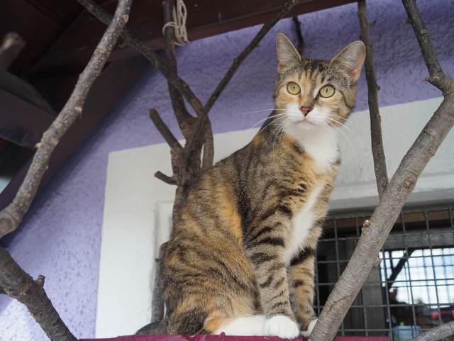 tier selb 0818 simba