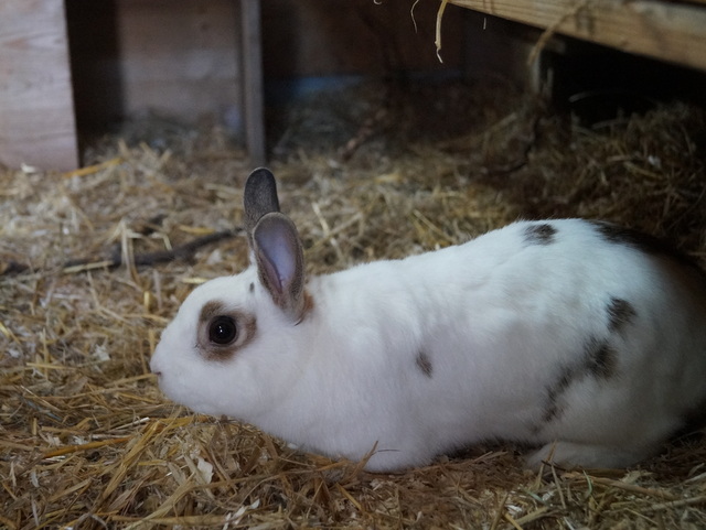 tier selb 0818 flobbi