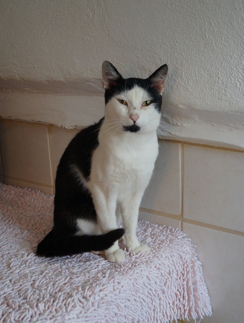 tier selb 0918 lasse