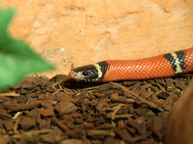 tier selb 0918 ronja
