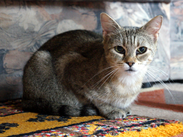 tier selb 1018 misinka
