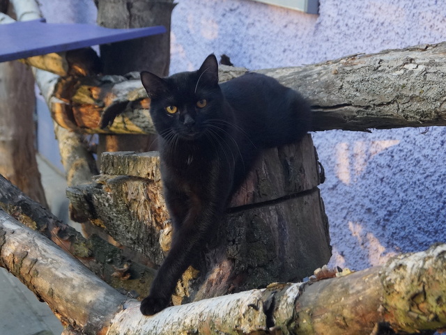 tier selb 1018 onyx