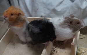 tier selb 1118 hamster