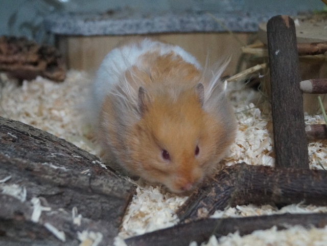 tier selb 0119 samson