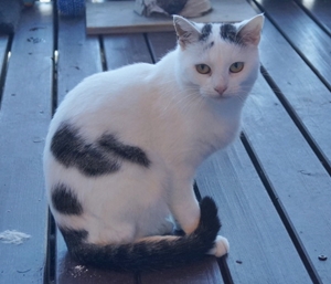 tier selb 0119 tamina