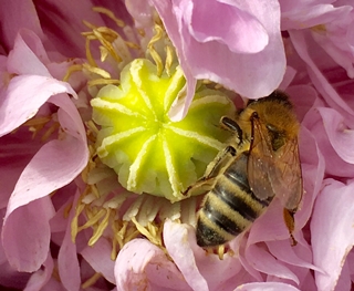 bienen selb 0319