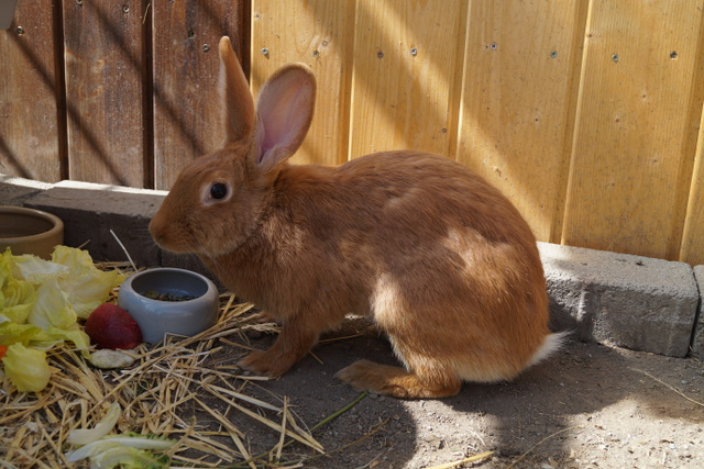 tier selb 0919 angie