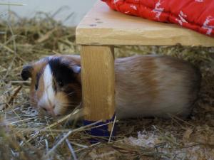 tier0216kalle