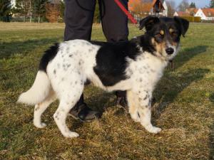 tier0316rocky