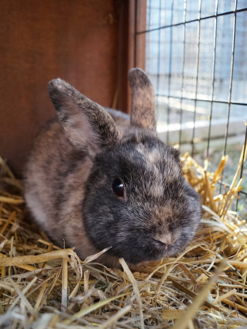 tier0516schnuffel