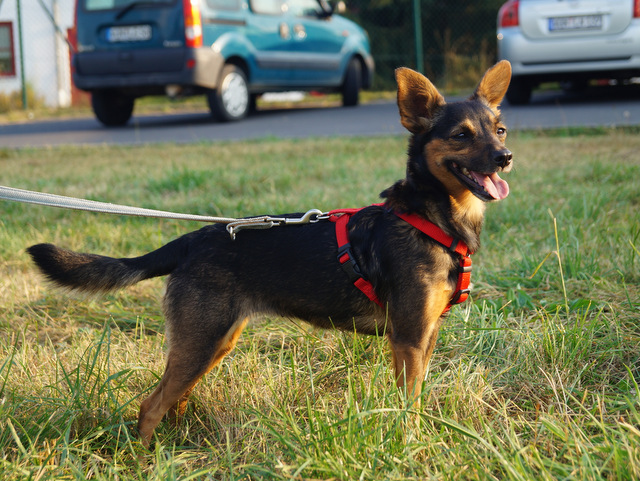 tier0916puppi